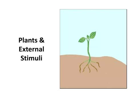 PPT - Plants & External Stimuli PowerPoint Presentation - ID:2174096