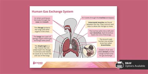 Human Gas Exchange System Display Poster (teacher made)