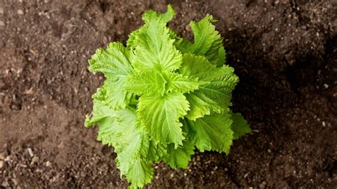 Tips On Growing Shiso Indoors Indoor Garden Tips