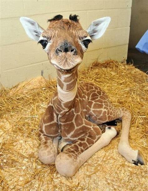 Baby Giraffe - Facts About Young Giraffes