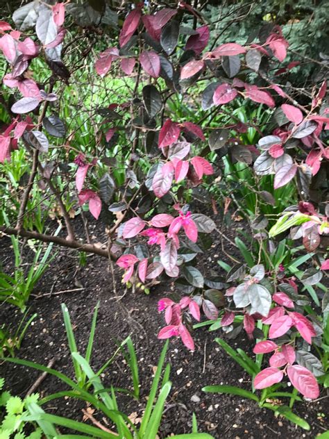 Loropetalum Chinense Var Rubrum Fire Dance Lead Europe