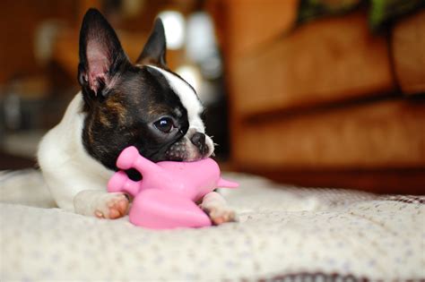 How To Crate Train A Boston Terrier Puppy