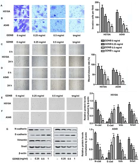 Gdnb Inhibits Invasion Migration And Emt In Non Small Cell Lung Cancer