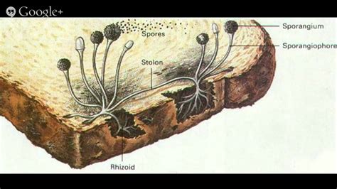 What Does Mold Look Like Ask A Vancouver Mold Specialist Youtube