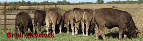 Brink Livestock Purebred Braunvieh Beef Cattle