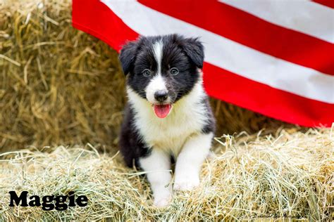 Border Collie Puppies For Sale In Texas