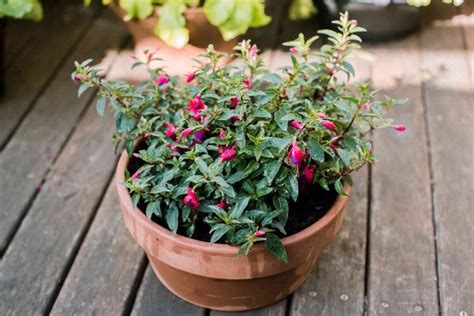 Fuchsia Vivace Les Vari T S Les Plus Rustiques Et Jolies Cultiver