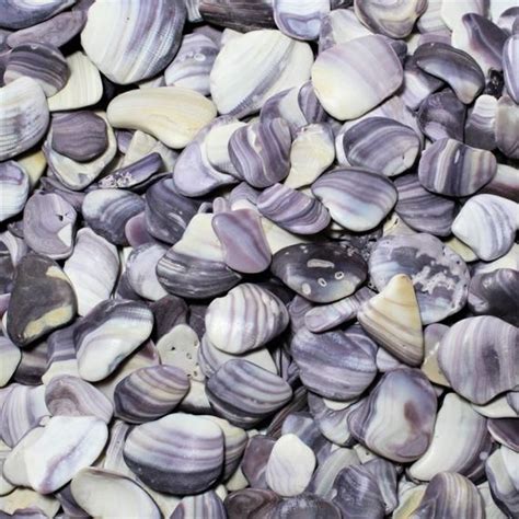 Wampum 100 Gram Lot Sea Shells Purple Quahog Clam Shell Beads Craft