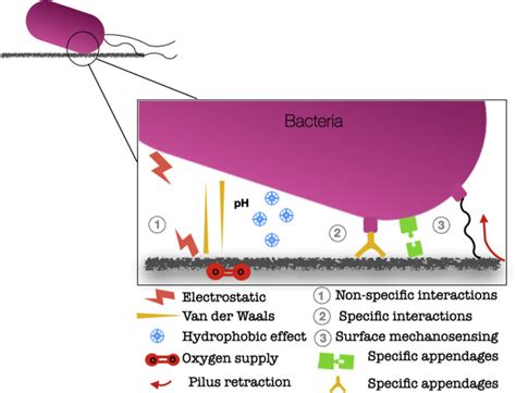 Schematic Representation Of Bacteria Proposed Adhesion Mechanisms This