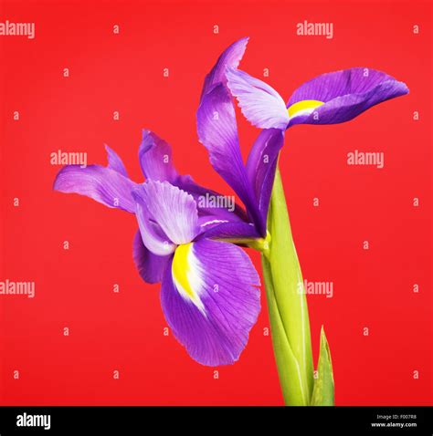 Beautiful Purple Flower Iris On Red Background Stock Photo Alamy