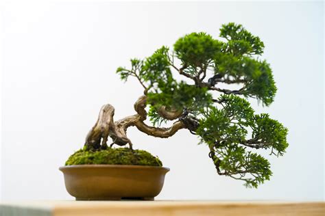 Bonsai - JAPANs