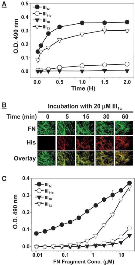 Figure 1 From Stimulation Of Extracellular Matrix Remodeling By The