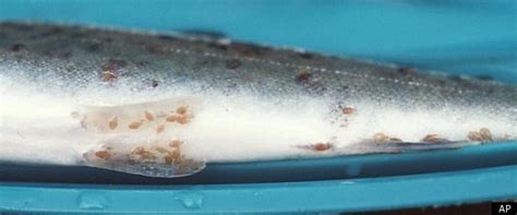 sea lice  farmed salmon infect wild salmon     study