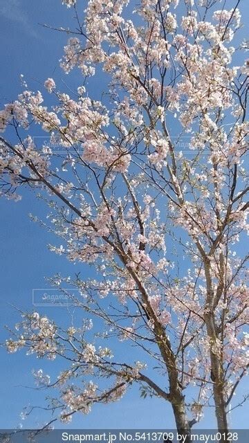 青空に映える満開の桜の写真・画像素材 5413709 Snapmart（スナップマート）