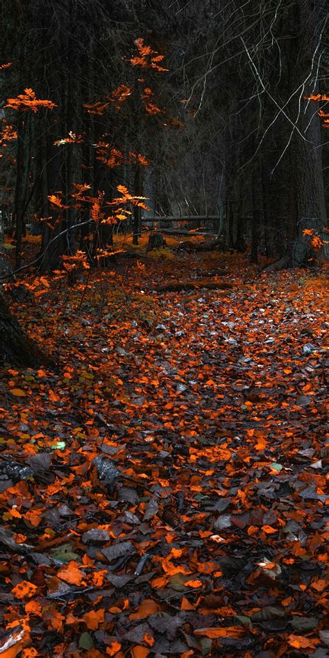 Forest Autumn Orange Wallpapers Wallpaper Cave