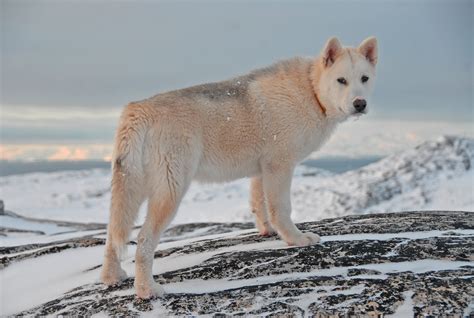 White wolf, Greenland dog, Dog, Snow HD wallpaper | Wallpaper Flare