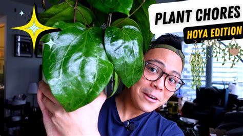 Plant Chores Hoya Repot With Me Propagation Trellis Pon Leca