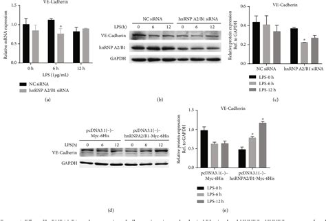 Figure 5 From Hnrnpa2b1 Ameliorates Lps Induced Endothelial Injury