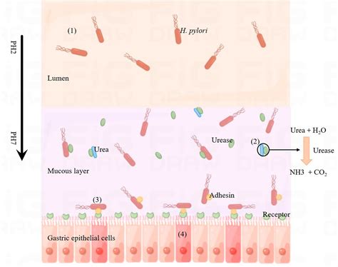 Frontiers Helicobacter Pylori Infection In Humans And Phytotherapy