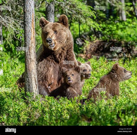 Brown Bears She Bear And Bear Cubs In The Summer Forest Green Forest