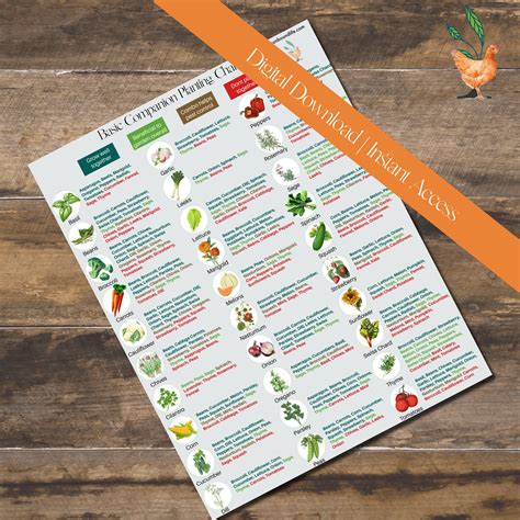 Basic Companion Planting Chart Printable Poster Companion Planting