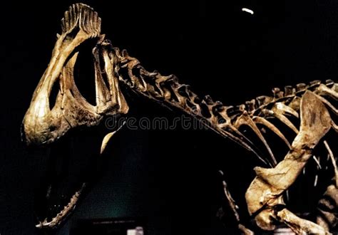 Closeup Shot of a Dinosaur Skeleton in the Chicago Field Museum ...