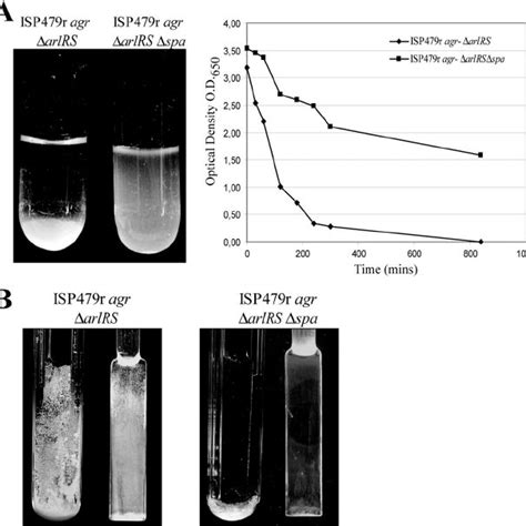 A Biofilm Formation Phenotype In Polystyrene Microtiter Dishes With