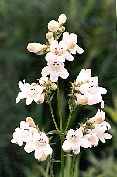 Southern Illinois Wildflowers