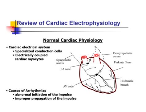 3 Electrophysiology Arrhythmias Flashcards Quizlet