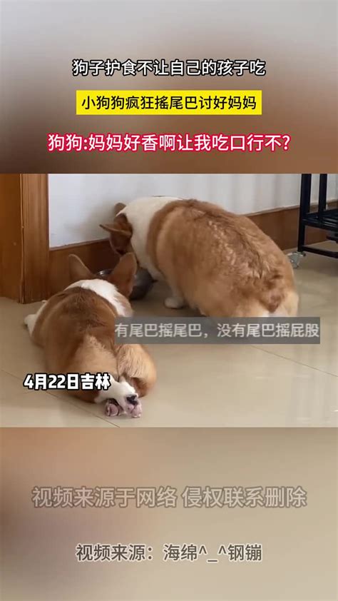 狗子护食不让自己的孩子吃，小狗狗疯狂搖尾巴讨好妈妈