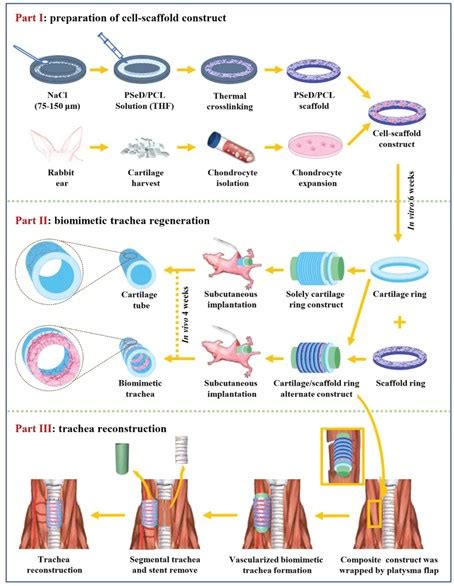 Biomimetic Trachea Regeneration Using A Modular Ring Strategy Based On