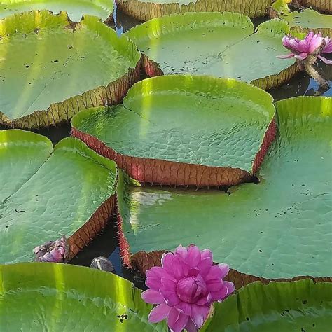 Conhecendo A Beleza De Vitória Régia Victoria Amazonica Um Guia Completo