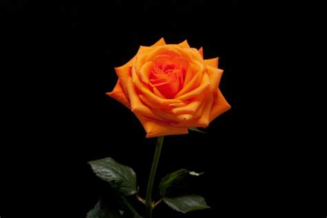 Why Orange Roses Are the Perfect Flower for Passion and Energy