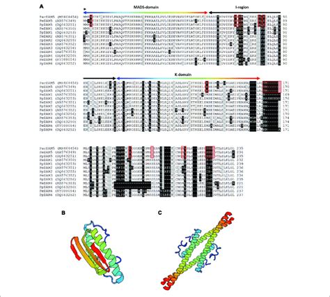 Sequence Alignment Of Prunus Dormancy Associated Mads Box Proteins