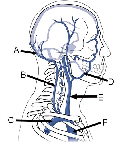 13 Veins Of The Head And Neck Flashcards Quizlet