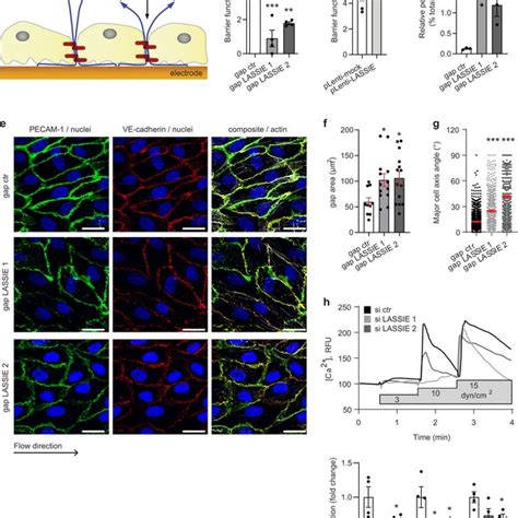 LASSIE Regulates Endothelial Barrier Integrity And The Response To