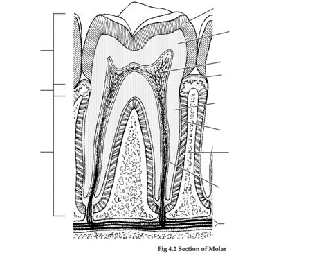 section of molar Quiz