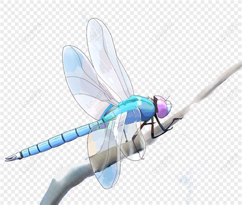 Dragonfly PNG Images With Transparent Background | Free Download On Lovepik