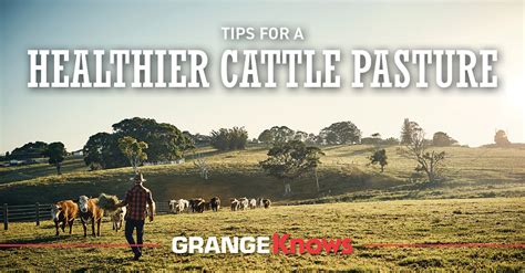 Tips for a Healthier Cattle Pasture - Grange Co-op