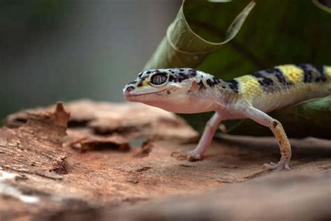 7 Different Types Of Geckos Naturenibble