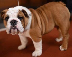 English Bulldog Health Problems And Prevention - Dogsforest.com