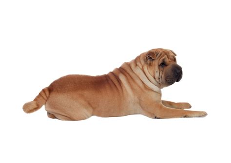 Hermosa Raza De Perro Shar Pei Aislada En Un Fondo Blanco Foto Premium