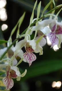 David S Orchid Species July