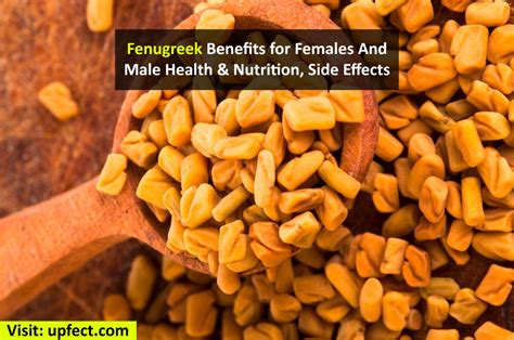 Fenugreek Benefits For Females Andmale Health Nutrition Side Effects