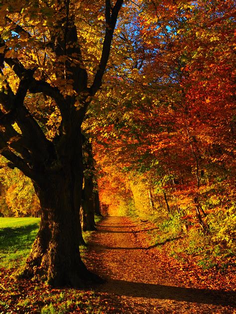 Fall Forest Wallpaper - iPhone, Android & Desktop Backgrounds