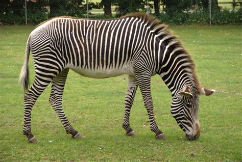 Half albino zebra. : r/pics