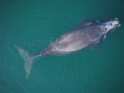 Entanglement Rope Of North Atlantic Right Whale Identified Whale And Dolphin Conservation Usa