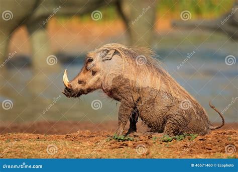 Il Fango Ha Coperto Il Facocero Fotografia Stock Immagine Di Fauna