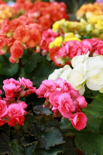 How To Keep Begonias Blooming All Summer The Secrets To Success