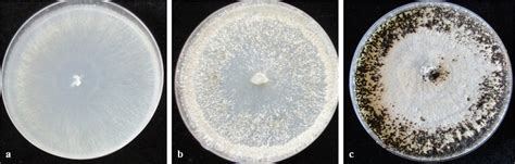 In Vitro Development Of R Solani Mycelium On Pda Medium A White